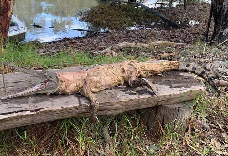 钓鱼意外发现2米长鳄鱼，全身竟然没有皮