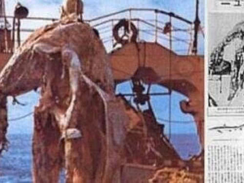 日本1977年海怪尸体事件，海底打捞起神秘生物疑似蛇颈龙