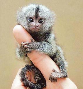 世界上最小的猴子狨猴，只有12厘米，只有一指手长(又名指猴)