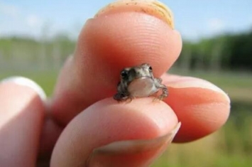 世界上最小的青蛙：阿马乌童蛙，体长7.7毫米吃微生物(视频)