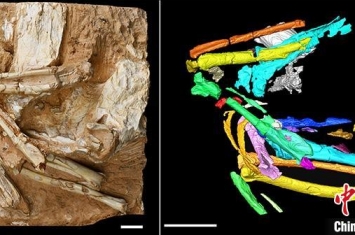 科学家发现亚洲最古老沙鸡化石 揭示600万年前青藏高原生态