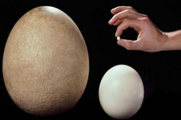 世界上最小的蛋和最大的蛋，蜂鸟蛋/象鸟蛋(比指甲小/比头大)