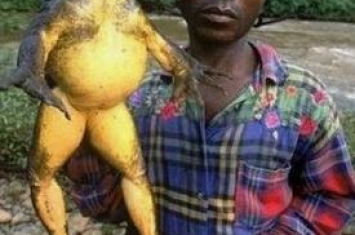 世界上最大的蛙，喀麦隆巨蛙体长1米重6斤(濒临灭绝/图片)