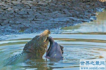 11岁女孩斗鳄鱼 骑背抠眼从鳄鱼嘴中救小伙伴
