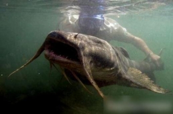 坦克鸭嘴鱼：世界上最大的淡水鱼 恐怖水怪以吃人肉为食