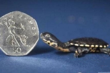 世界上最小的乌龟有多小