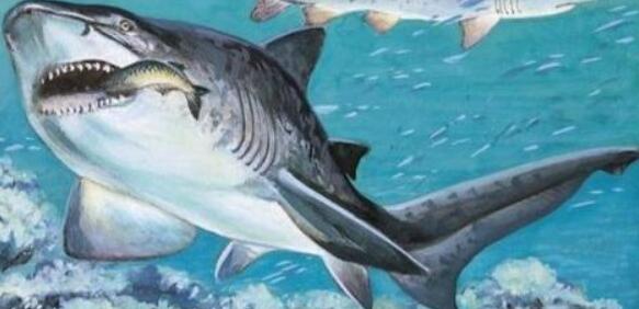 已灭绝的鲨鱼有哪些？世界上已灭绝的十大鲨鱼排名