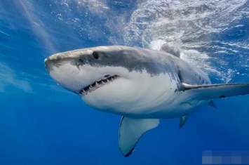 虎鲸VS大白鲨，导致南非海岸大白鲨集体消失？真相分析