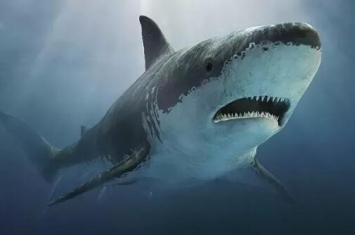 1993深圳鲨鱼吃人事件，大学生被鲨鱼吃的连尸体都找不到