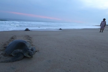 墨西哥南部恰帕斯州122只海龟伏尸沙滩 111只是濒危“太平洋丽龟”