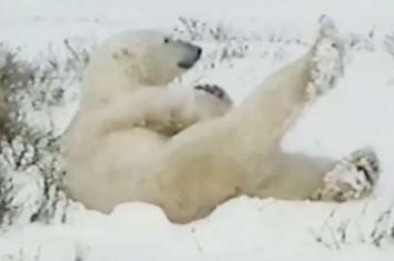 北极熊抬腿伸懒腰