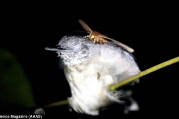 巴西亚马逊发现罕见一幕：热带夜蛾趁黑颏蚁鸟睡着时吸食其眼泪