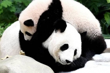 大熊猫通过像羊一样的叫声区分伙伴 只能在20米内