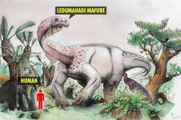 南非出土2亿年前“Ledumahadi mafube”化石 证属两足恐龙进化物种