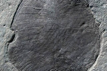 5.58亿年前“狄更逊水母”化石 72年后才证实是地球上已知最早动物