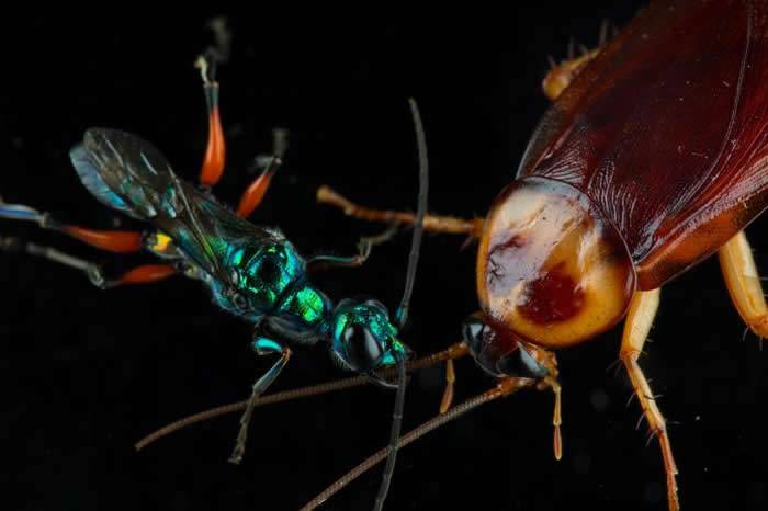 昆虫、棘头虫、病毒和真菌哪一种可以控制人类变成僵尸