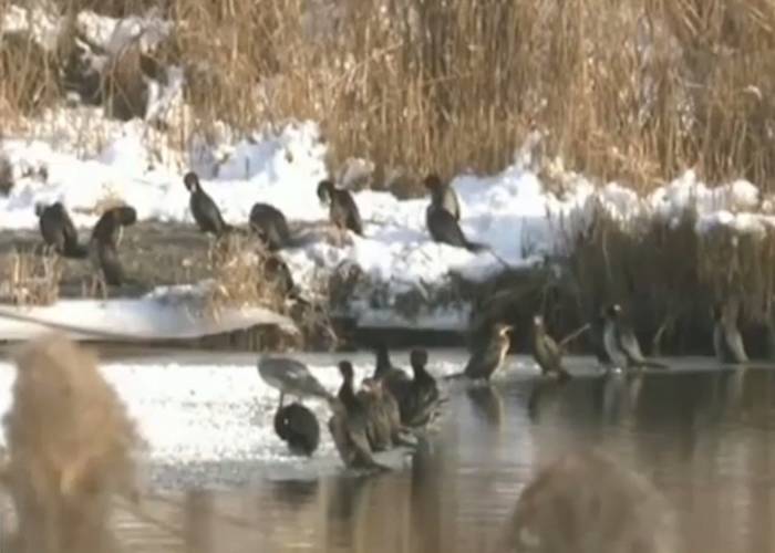 百年一遇！新疆玛纳斯国家湿地公园发现40多只濒危稀有鸟类侏鸬鹚