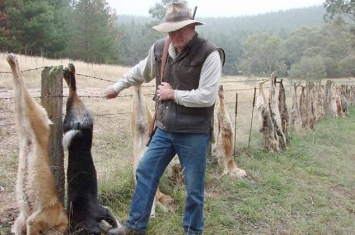 澳大利亚农民大量猎杀野狗 并将其挂在村里的树上以儆效尤