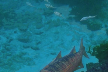 3亿年前的古鱼类为什么要爬向陆地
