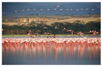 纳库鲁湖：观鸟天堂