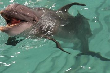 《海洋生物学》：亚得里亚海北部宽吻海豚的捕食分配策略