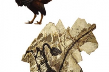 在大连星海古生物化石博物馆诞生世界首张恐龙彩色写真