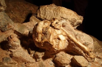 新研究称南非斯泰克方丹洞穴中发现的367万前“小脚丫”属于普罗米修斯南猿
