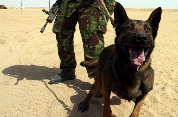 英国军方被爆一年内人道毁灭58只服役犬 原因竟是“未达水准”