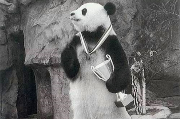 上春晚的大熊猫叫什么