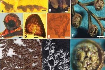 缅甸琥珀中发现树蕨类和水龙骨类植物新类群