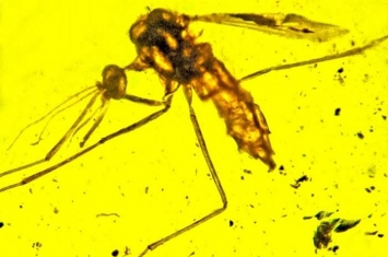 缅甸琥珀中发现可以传播疟疾的蚊子Priscoculex burmanicus早在1亿年前就已出现