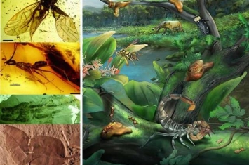 漳浦生物群是物种极其丰富的热带雨林化石库：世界四大琥珀生物群之一