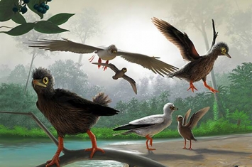 产自热河生物群的白垩纪古喙鸟揭示鸟类演化重要阶段