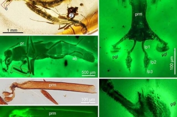 缅甸琥珀中发现极其罕见地保存了高度特化的捕食器官的突眼隐翅虫化石