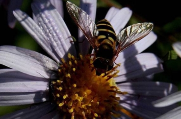 俄罗斯滨海边疆区科学家培育出新品种蜜蜂并申请专利