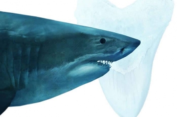 巨齿鲨灭绝时间提前100万年 要怪的可能就是大白鲨