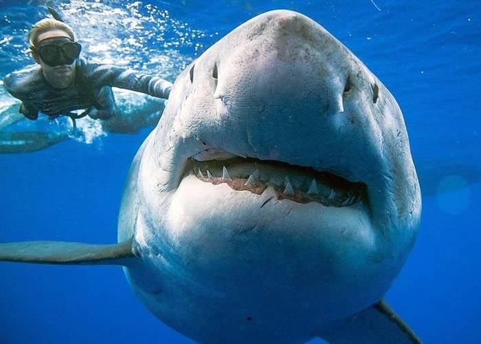美国女潜水员在夏威夷外海巧遇全球最大的大白鲨“深蓝”