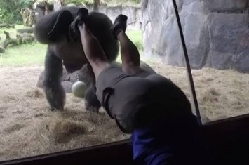 美国佛罗里达州主题公园西部低地大猩猩与训练员齐倒立 惊人默契证情谊
