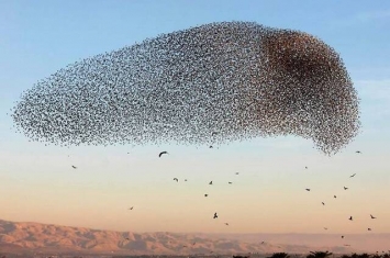中东约旦河西岸椋鸟群飞令人目不转睛 队形壮观多变