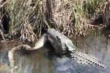 美国佛罗里达州大沼泽地国家公园短吻鳄生吞巨蟒