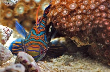 泰国哒叻府国家海洋公园成功繁育弥足珍贵的变色连鳍（Mandarin Fish）