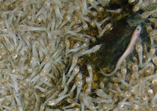 生活在450度海底热泉旁的虾它们煮不熟吗