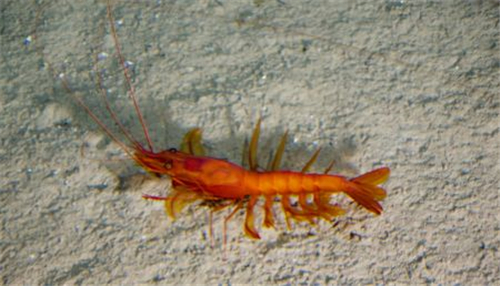 生活在450度海底热泉旁的虾它们煮不熟吗