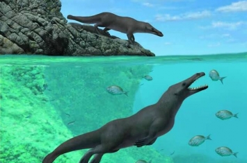 鲸鱼的祖先4300万年前“四足鲸”化石现身秘鲁 有蹼和蹄还能在陆地行走