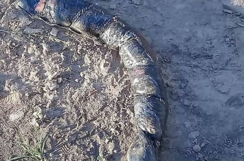阿根廷女子在田里泥土上发现长着人类牙齿的怪物 专家称：美洲肺鱼