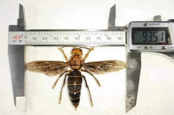 云南省普洱市与缅甸交界地区发现世界上最大的虎头蜂 可能是中国独有新亚种