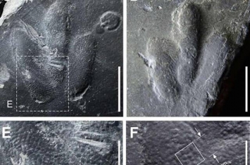 韩国发现小恐龙“Minisauripus”足印化石 脚底皮肤纹理保存完好