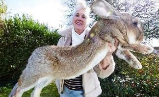世界上最大的兔子，大流士兔子体长1.22米重45斤(如同七岁孩童大)