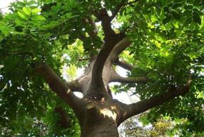 世界上最危险的树，箭毒木一滴毒液可致人死亡(毒性剧烈)