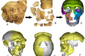 中国发现向早期现代人连续演化的更新世中期人类头骨化石